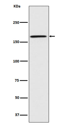 Anti-Caspr Monoclonal Antibody Boster Bio