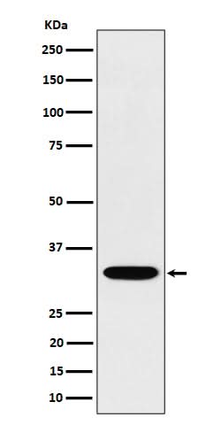 Anti-TSFM Rabbit Monoclonal Antibody Boster Bio