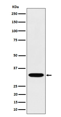 Anti-TSFM Rabbit Monoclonal Antibody Boster Bio
