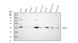 Anti-SOX1 Rabbit Monoclonal Antibody Boster Bio
