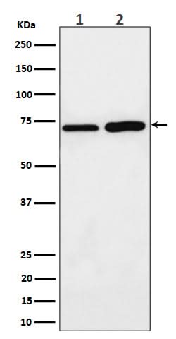 Anti-PREPL Rabbit Monoclonal Antibody Boster Bio