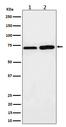 Anti-PREPL Rabbit Monoclonal Antibody Boster Bio