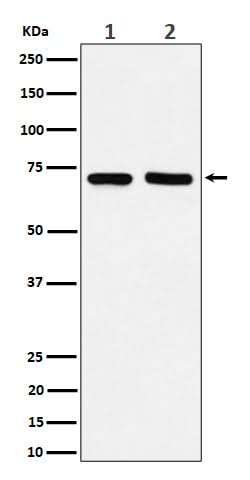 Anti-PREPL Rabbit Monoclonal Antibody Boster Bio
