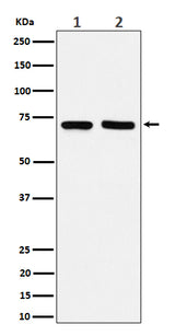 Anti-PREPL Rabbit Monoclonal Antibody Boster Bio