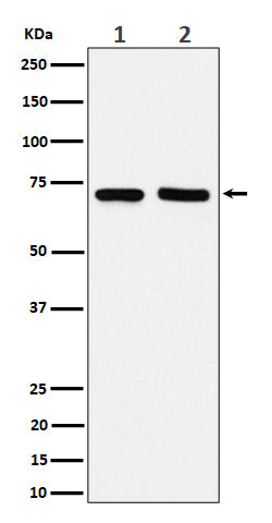 Anti-PREPL Rabbit Monoclonal Antibody Boster Bio