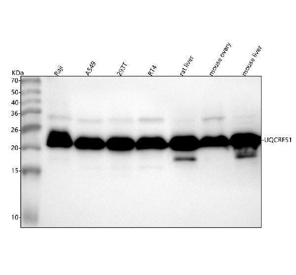 Anti-UQCRFS1 Rabbit Monoclonal Antibody Boster Bio