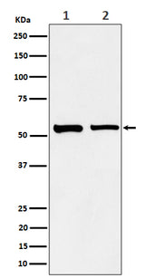 Anti-SNX4 Rabbit Monoclonal Antibody Boster Bio