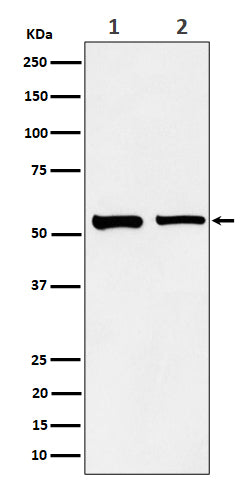 Anti-SNX4 Rabbit Monoclonal Antibody Boster Bio