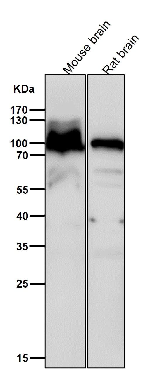 Anti-Alpha1 adaptin AP2A1 Monoclonal Antibody Boster Bio