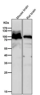 Anti-Alpha1 adaptin AP2A1 Monoclonal Antibody Boster Bio