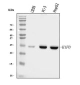 Anti-Histone H1.0/H1F0 Antibody Picoband® (monoclonal, 5I3E6 Boster Bio