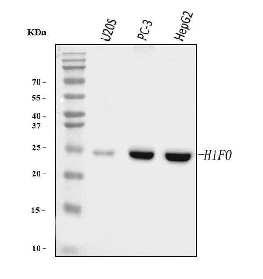 Anti-Histone H1.0/H1F0 Antibody Picoband® (monoclonal, 5I3E6 Boster Bio