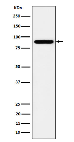 Anti-HOOK2 Rabbit Monoclonal Antibody Boster Bio