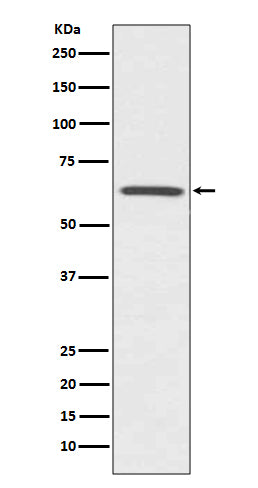 Anti-CDC42EP1/Mse55 Rabbit Monoclonal Antibody Boster Bio