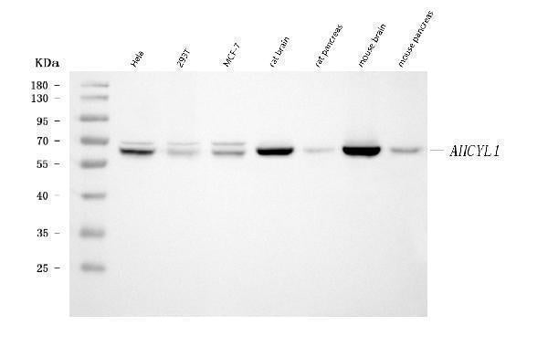Anti-IRBIT/AHCYL1 Antibody Picoband® (monoclonal, 2E7D9 Boster Bio