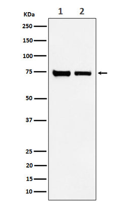 Anti-CPSF73 Rabbit Monoclonal Antibody Boster Bio