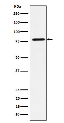Anti-EXOC3 Rabbit Monoclonal Antibody Boster Bio