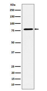 Anti-EXOC3 Rabbit Monoclonal Antibody Boster Bio