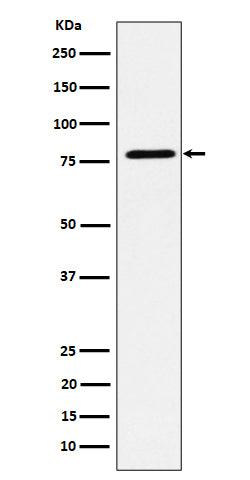 Anti-EXOC3 Rabbit Monoclonal Antibody Boster Bio