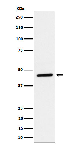Anti-TAPP1 Rabbit Monoclonal Antibody Boster Bio