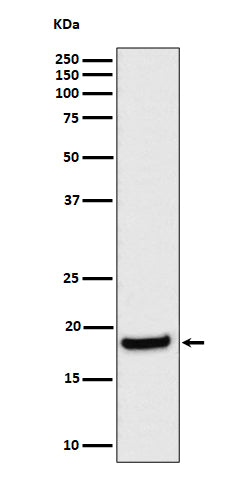 Anti-eIF1A Rabbit Monoclonal Antibody Boster Bio