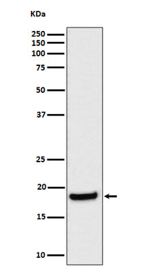 Anti-eIF1A Rabbit Monoclonal Antibody Boster Bio