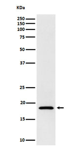 Anti-eIF1A Rabbit Monoclonal Antibody Boster Bio