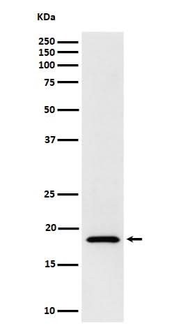 Anti-eIF1A Rabbit Monoclonal Antibody Boster Bio