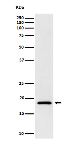 Anti-eIF1A Rabbit Monoclonal Antibody Boster Bio