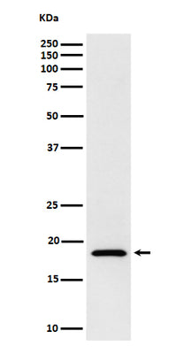 Anti-eIF1A Rabbit Monoclonal Antibody Boster Bio