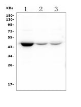 Anti-HOMER3 Antibody Picoband® (monoclonal, 9G13 Boster Bio