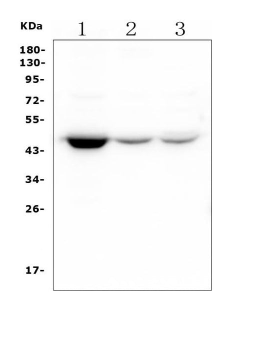 Anti-HOMER3 Antibody Picoband® (monoclonal, 9G13 Boster Bio