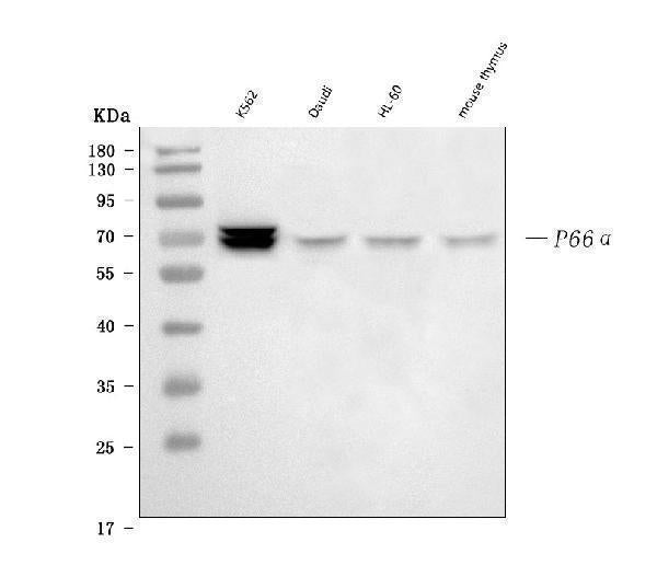 Anti-p66 alpha Rabbit Monoclonal Antibody Boster Bio