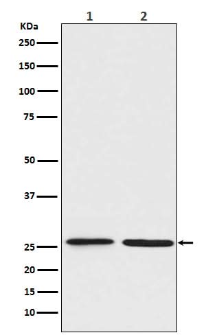 Anti-BNIP1 Rabbit Monoclonal Antibody Boster Bio