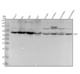 Anti-AER61 Rabbit Monoclonal Antibody Boster Bio