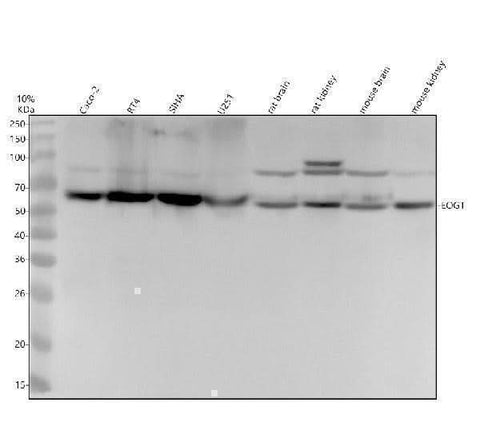 Anti-AER61 Rabbit Monoclonal Antibody Boster Bio