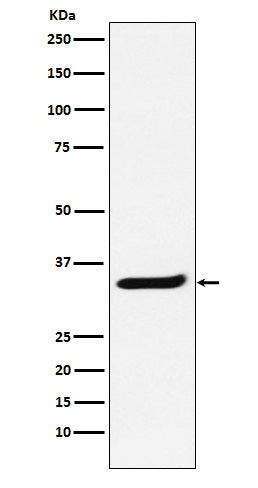 Anti-POLR2C Rabbit Monoclonal Antibody Boster Bio