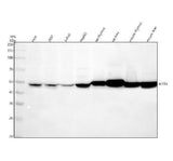 Anti-MST4 Rabbit Monoclonal Antibody Boster Bio