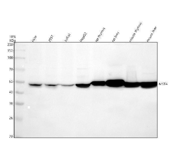 Anti-MST4 Rabbit Monoclonal Antibody Boster Bio