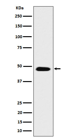 Anti-COPS4 Rabbit Monoclonal Antibody Boster Bio