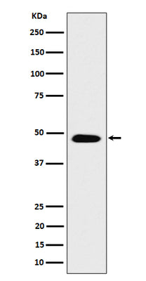 Anti-COPS4 Rabbit Monoclonal Antibody Boster Bio