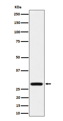 Anti-PEF1 Rabbit Monoclonal Antibody Boster Bio