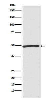 Anti-Atg4C Rabbit Monoclonal Antibody Boster Bio