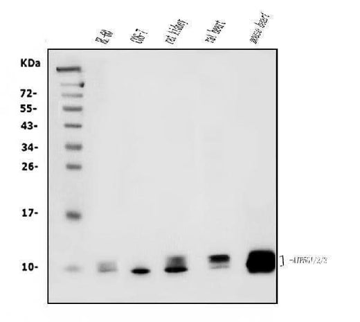 Anti-ATP5F1,2,3/ATP5MC1,2,3 Picoband® Antibody (monoclonal, 12E9 Boster Bio