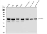 Anti-hnRNP D/AUF1/HNRNPD Antibody Picoband® (monoclonal, 4F3 Boster Bio