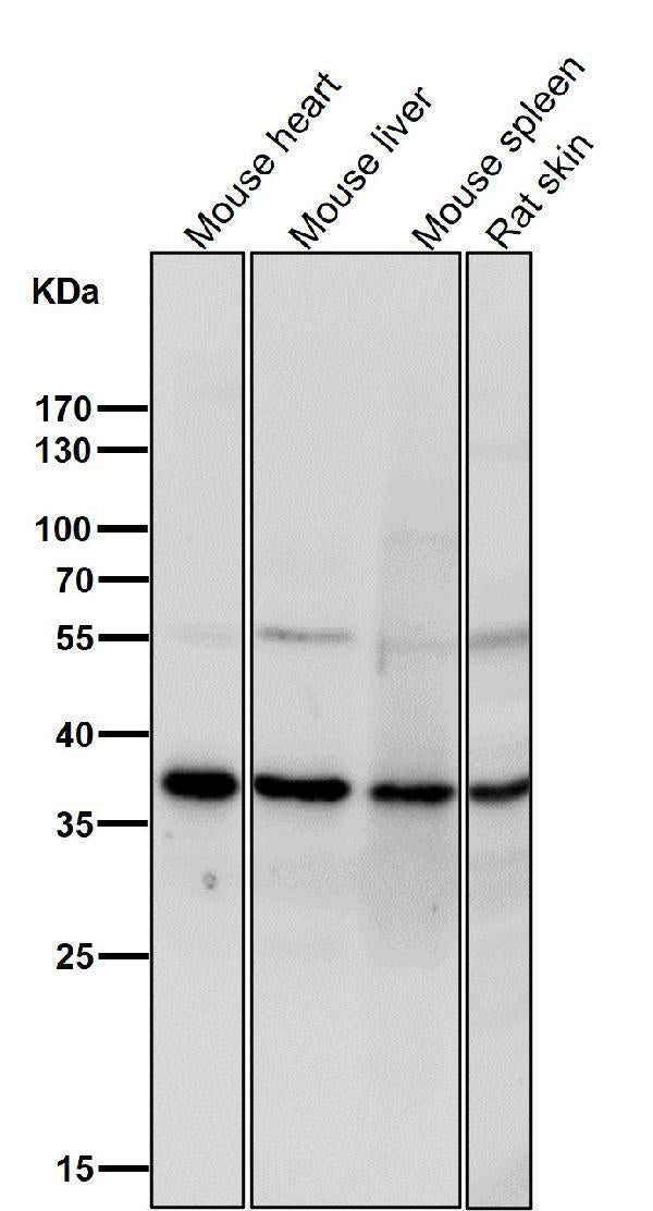 Anti-TIM50 Rabbit Monoclonal Antibody Boster Bio
