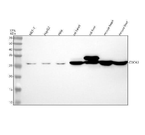 Anti-CDCA3 Rabbit Monoclonal Antibody Boster Bio