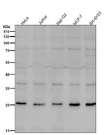 Anti-Neurogenin 2 Rabbit Monoclonal Antibody Boster Bio