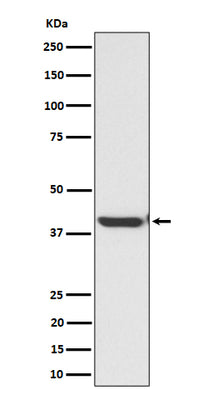 Anti-ENDOGL1 / ENGL Rabbit Monoclonal Antibody Boster Bio
