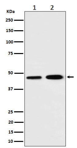 Anti-TIM44 Rabbit Monoclonal Antibody Boster Bio